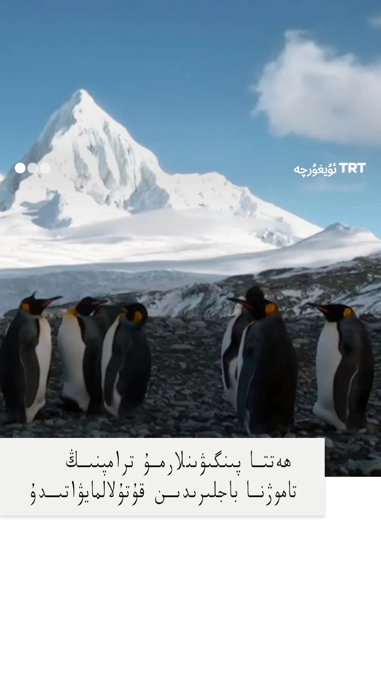 ھەتتا پىنگىۋىنلارمۇ ترامپنىڭ تاموژنا باجلىرىدىن قۇتۇلالمايۋاتىدۇ